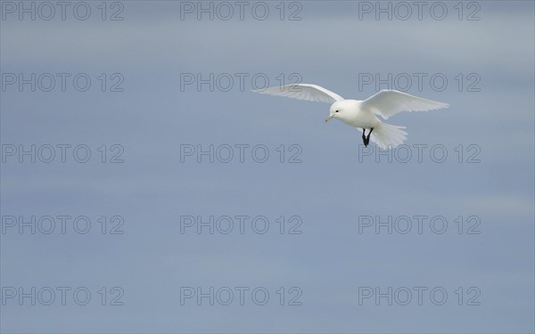 Ivory gull (Pagophila eburnea) in flight