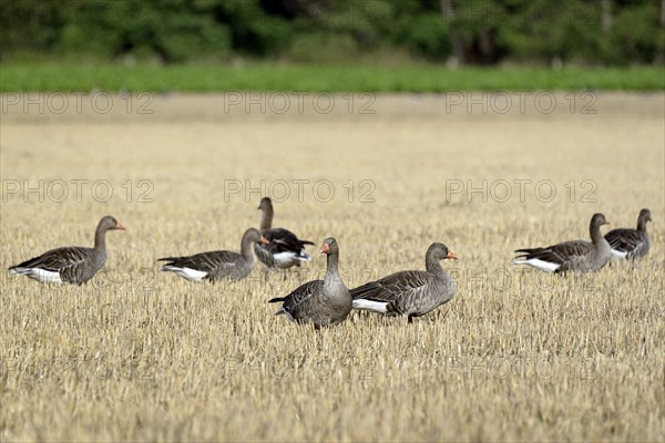 Greylag geese (Anser anser) searching for food on a mown grain field