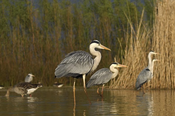 Group Grey herons (Ardea cinerea)