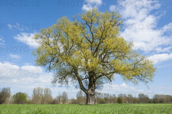 Crack willow (Salix fragilis) in spring