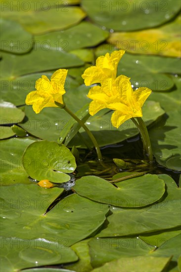 Water fringe (Nymphoides peltata)