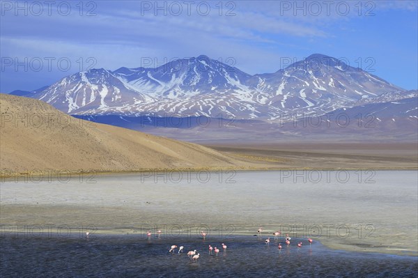 Andean flamingos (Phoenicopterus andinus) on the Laguna Santa Rosa with volcano Nevado Tres Cruces