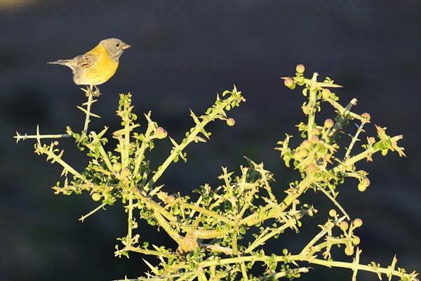 Cordillera Sierra Finch (Phrygilus gayi) sits on thorn bush