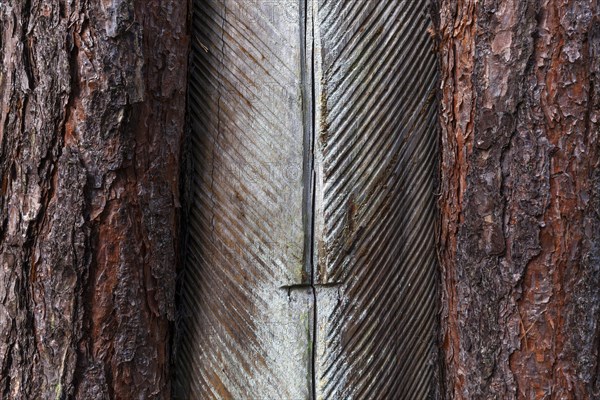 Pine (Pinus) with resin extraction until 1990