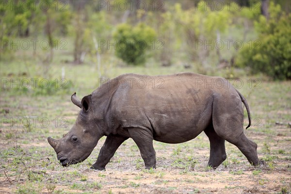 White rhinoceros (Ceratotherium simum)