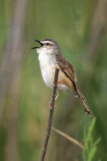 Tawny-flanked prinia (Prinia subflava)