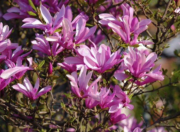 Mulan magnolia (Magnolia liliiflora)