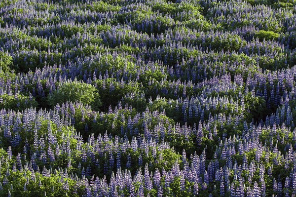 Meadow with blue Nootka lupins (Lupinus nootkatensis)