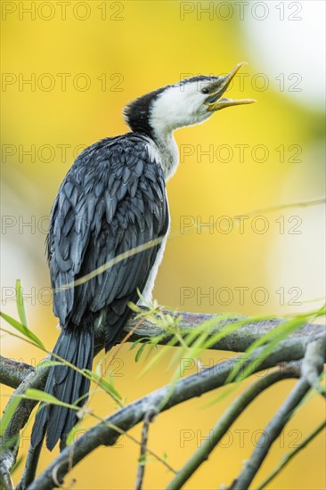 Little Pied Cormorant (Microcarbo melanoleucos)