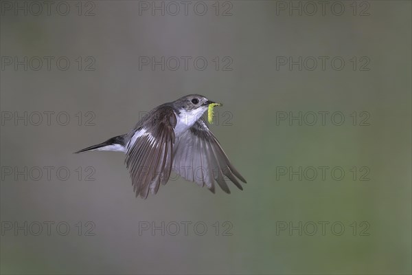 European Pied Flycatcher (Ficedula hypoleuca)