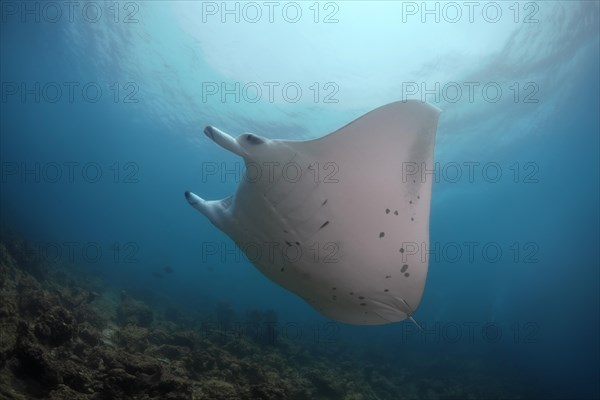 Reef Manta Ray (Mobula alfredi) swim in the blue water