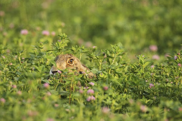 European hare (Lupus europaeus) in Red clover field (Trifolium pratense) Wachau