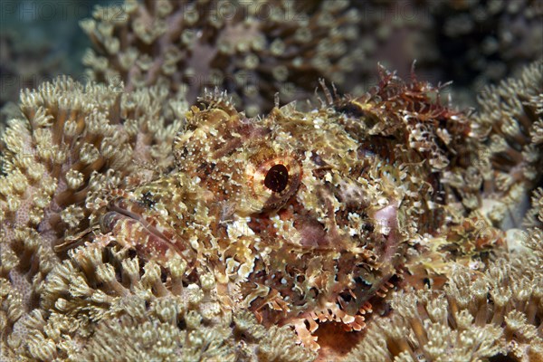 Great Bearded scorpionfish (Scorpaenopsis barbata)