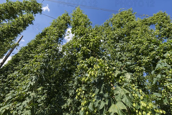 Hop umbels (Humulus lupulus) on the plant