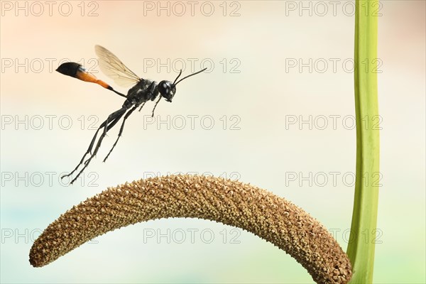 Red-banded sand wasp (Ammophila sabulosa)