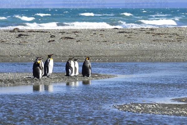 King penguins (Aptenodytes patagonicus)