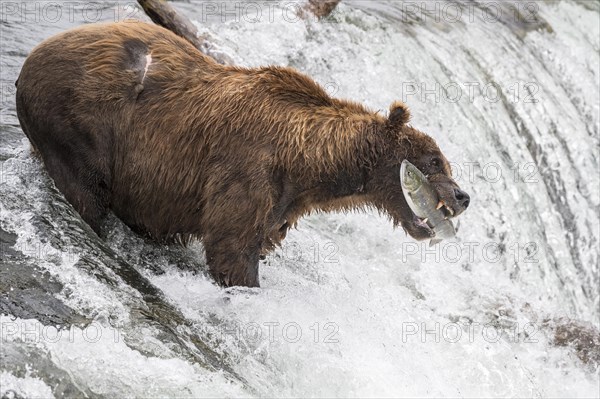 Brown bear (Ursus Arctos) during salmon fishing