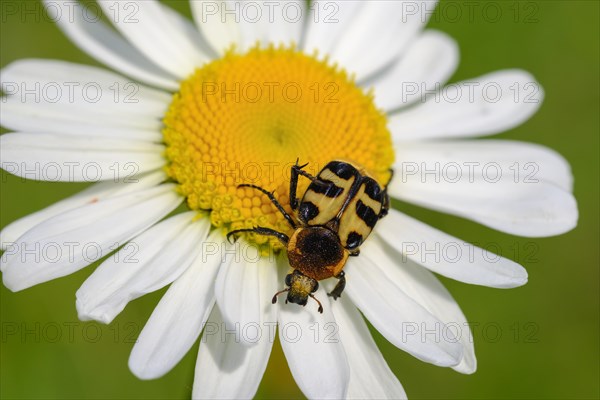 Bee beetle (Trichius fasciatus)