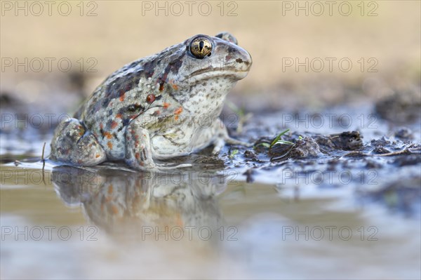 Common spadefoot (Pelobates fuscus) sits in a puddle