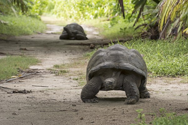 Aldabra Giant Tortoisen (Aldabrachelys gigantea) on Bird Island