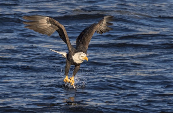 Bald eagle (Haliaeetus leucocephalus) hunting fish at Mississippi River