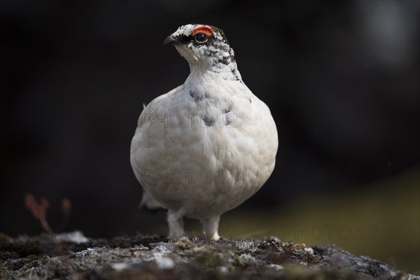 Rock Ptarmigan (Lagopus muta)