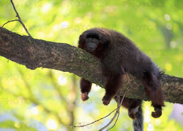 Coppery titi (Plecturocebus cupreus)