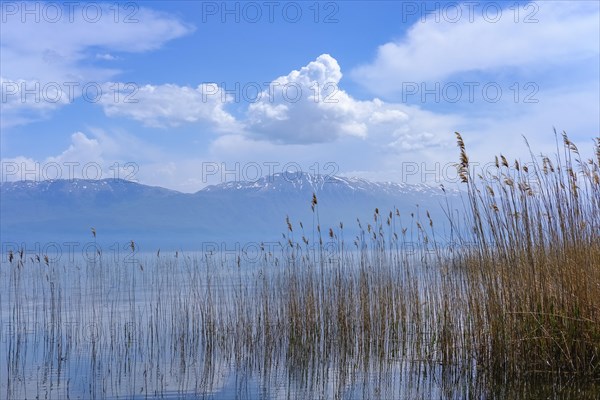 Reeds on the lake shore