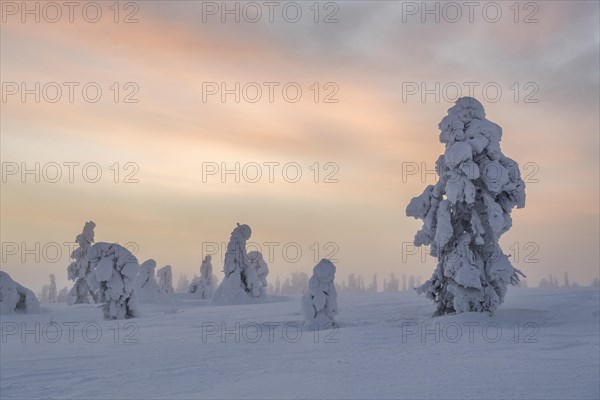 Snowy trees at sunset