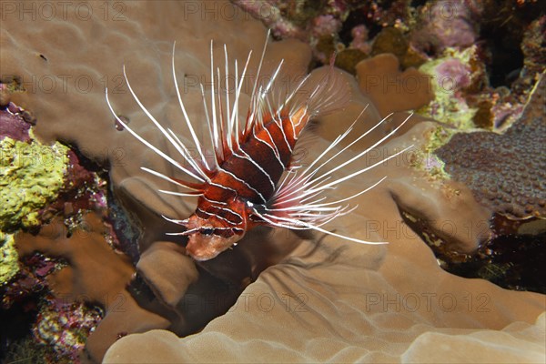 Radial firefish (Pterois radiata) in the coral reef