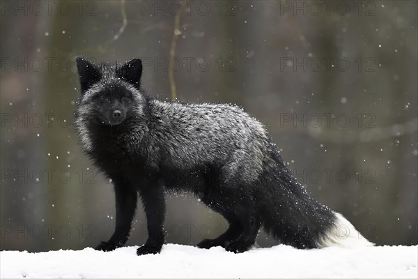 Silver fox