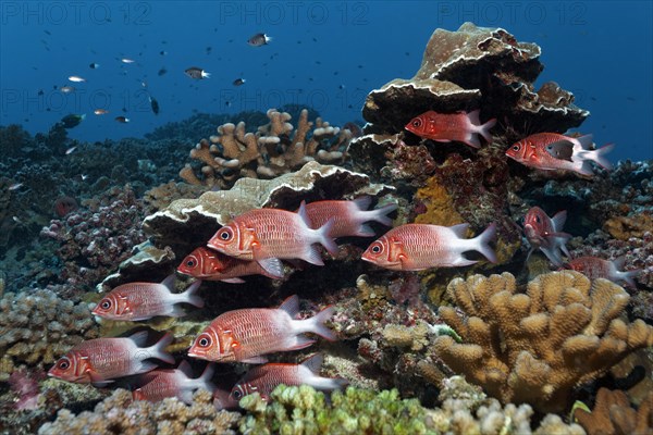 Swarm Silverspot squirrelfish (Sargocentron caudimaculatum) swims in front of stony corals