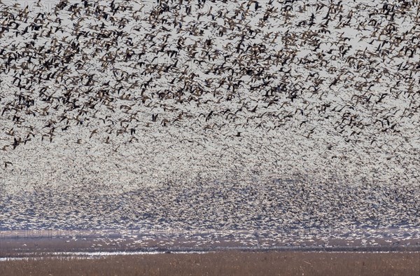 Spring migration of snow geese (Chen caerulescens)