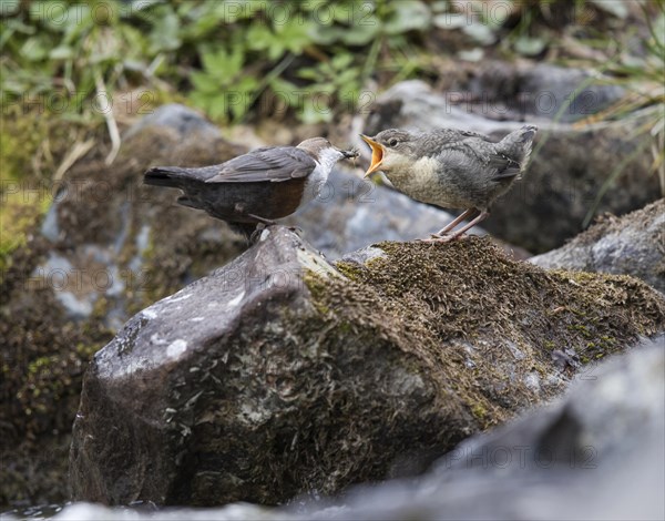 White-throated Dipper (Cinclus cinclus)