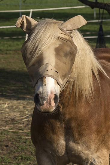 Horse with fly mask on the pasture