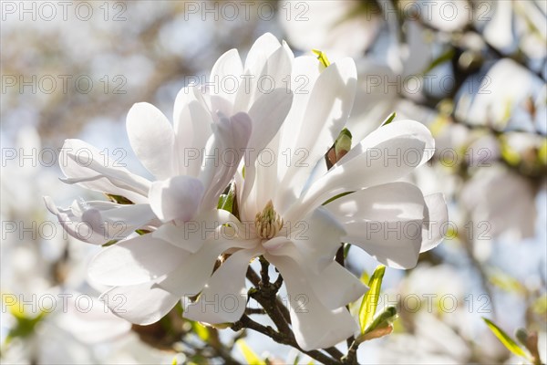 Star Magnolia (Magnolia stellata)