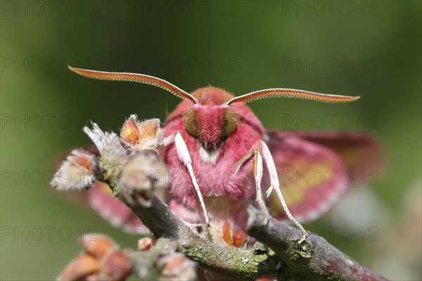 Small elephant hawk-moth (Deilephila porcellus)