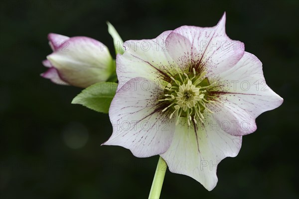 Lenten rose (Helleborus orientalis cult.)