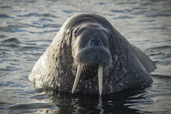 Walrus (Odobenus rosmarus)