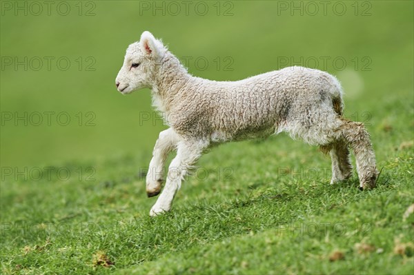 Merino sheep (Ovis sp.)