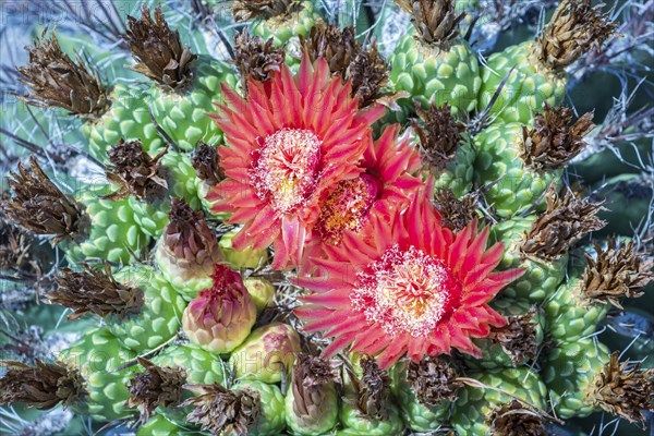 Red flowering Fishhook Barrel Cactus (Ferocactus wislizeni)