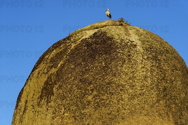 White stork (Ciconia ciconia) on granite rock