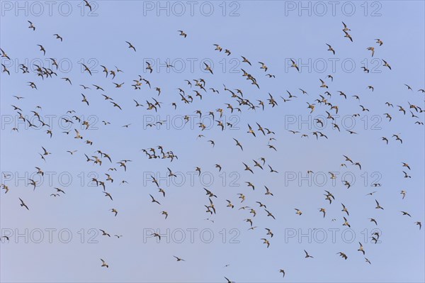 A flock of golden plover (Puvialis apricaria)