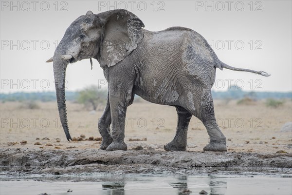 African elephant (Loxodonta africana)