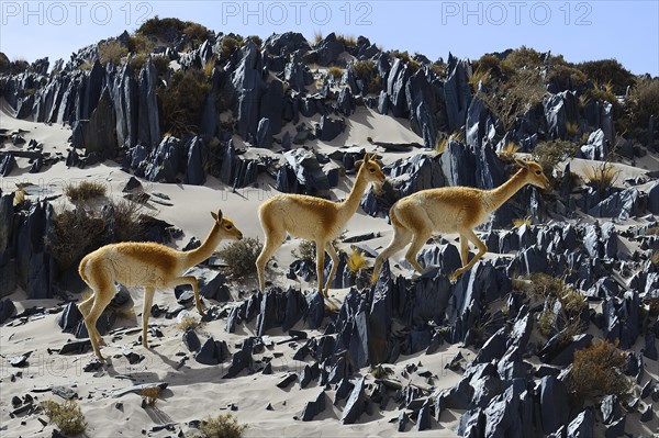 Vicuna (Vicugna vicugna) or in terrain with sand and sharp rocks