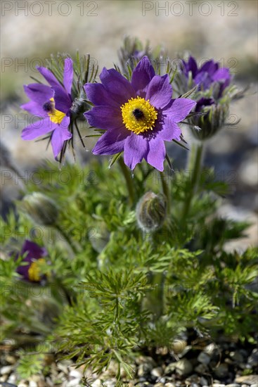 Kitchen cuff (Pulsatilla vulgaris)