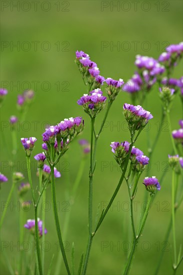 Sea Lavender (Limonium)