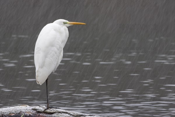 Great egret (Ardea alba) standing on deadwood in water