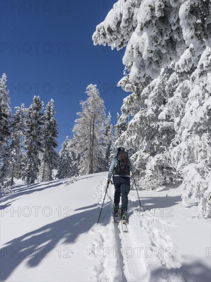 Ski mountaineer and snow-covered trees at Unterberg