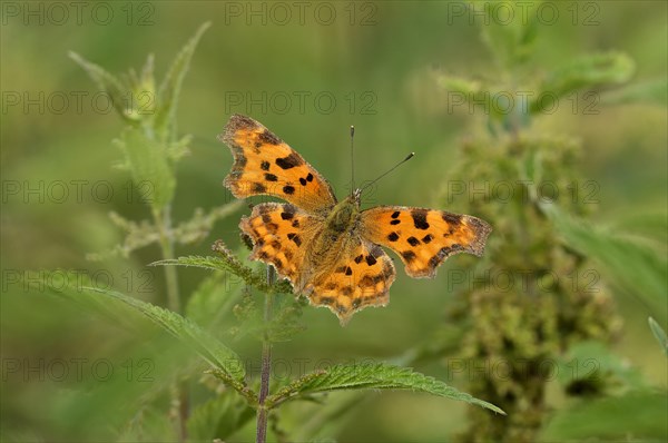 Comma (Polygonia C-album) on nettle (Urtica)